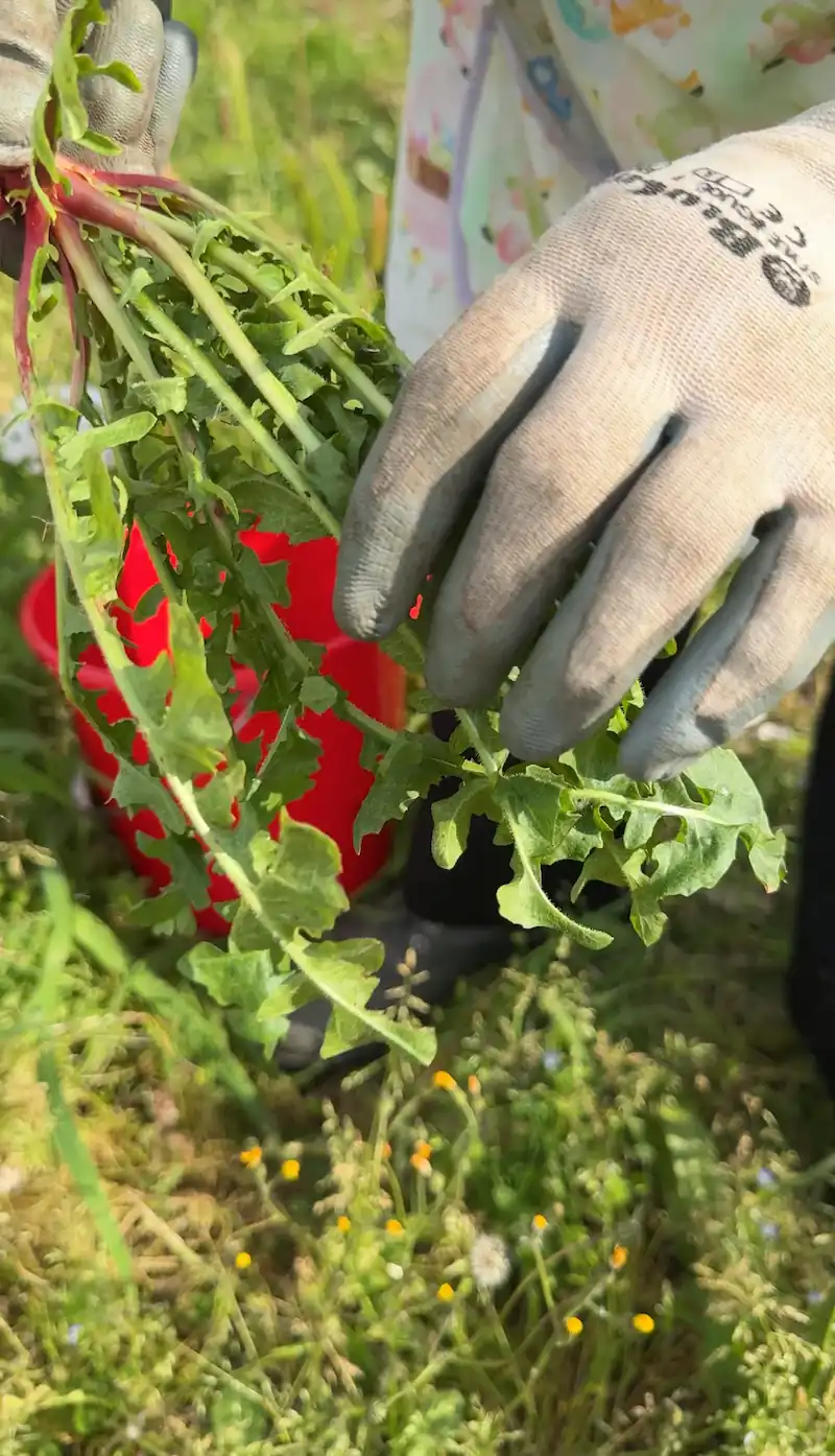 mamma cicoria 1 Cicoria Selvatica | Ricetta della nonna