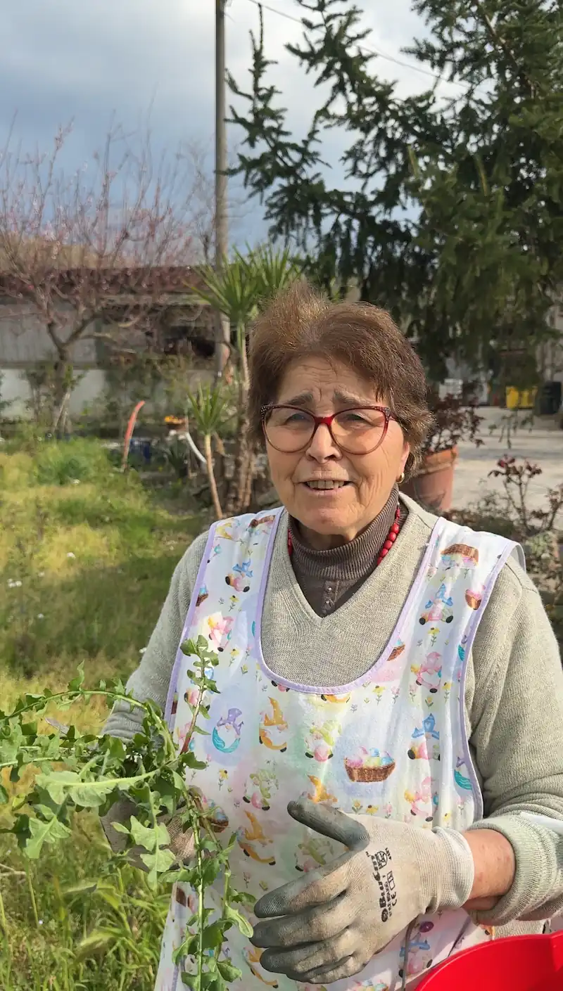 mamma cicoria Cicoria Selvatica | Ricetta della nonna