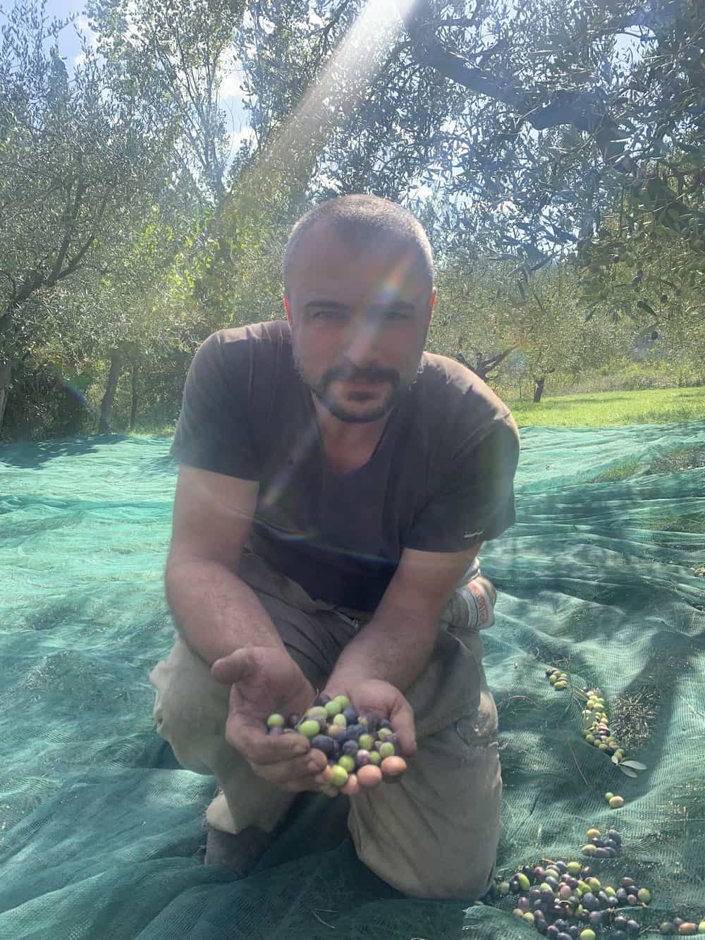 olio extravergine del Sannio biologico | Campania