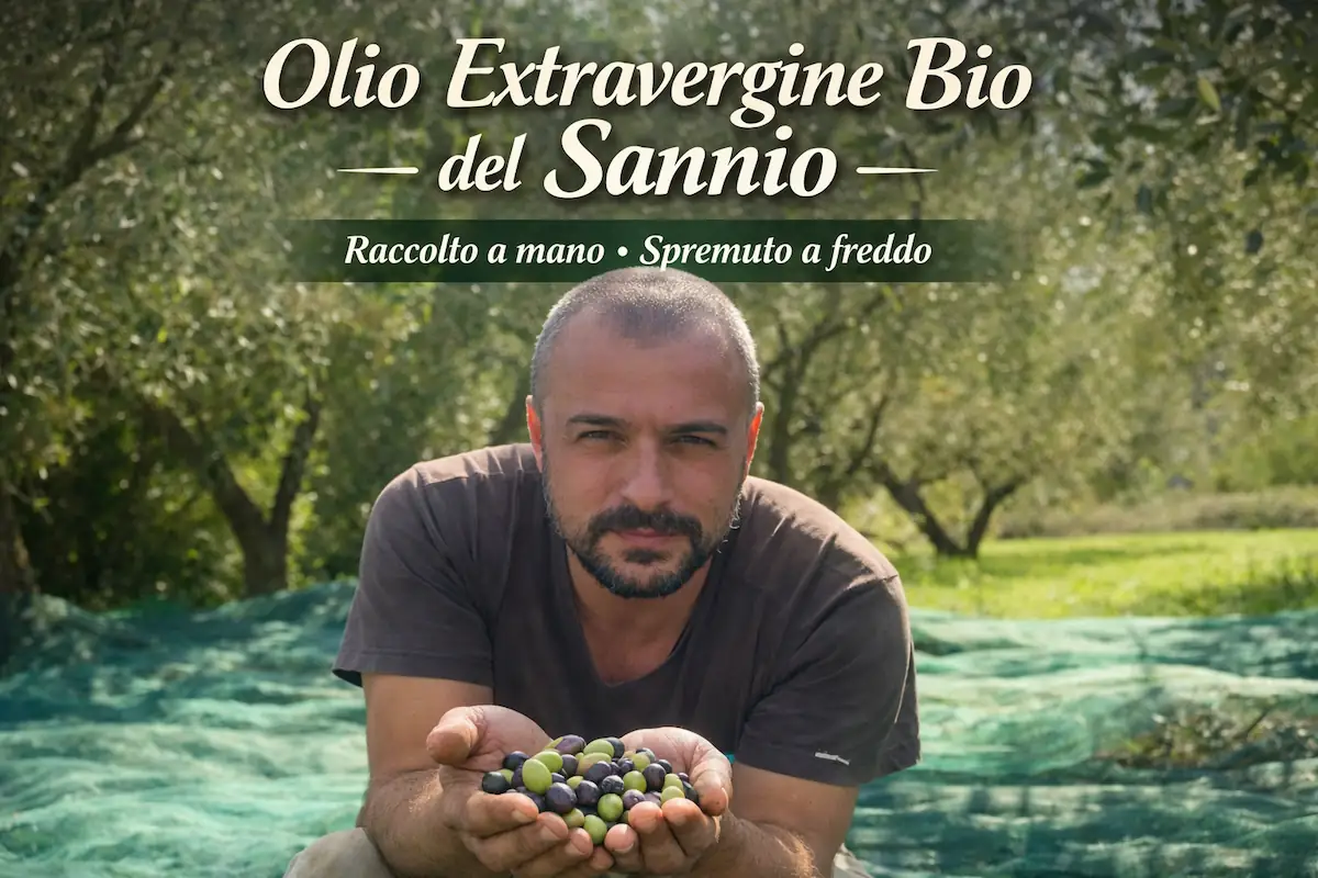 olio extravergine biologico del sannio raccolto a mano da azienda agricola campana